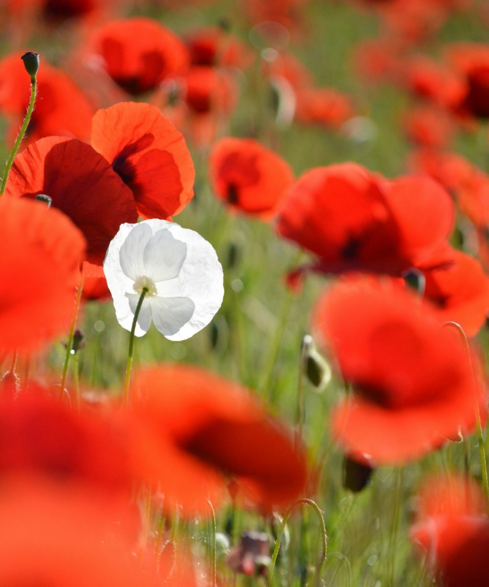 A single white poppy stands out amidst a field of red poppies
