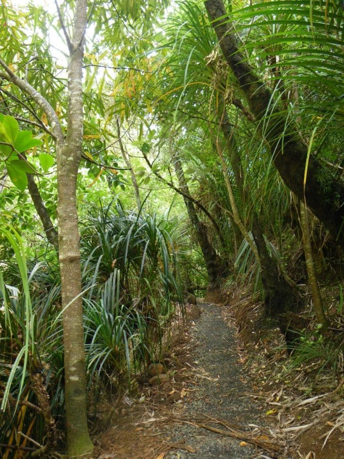 Dirt path through the Waitakere Rain-forest in New Zealand