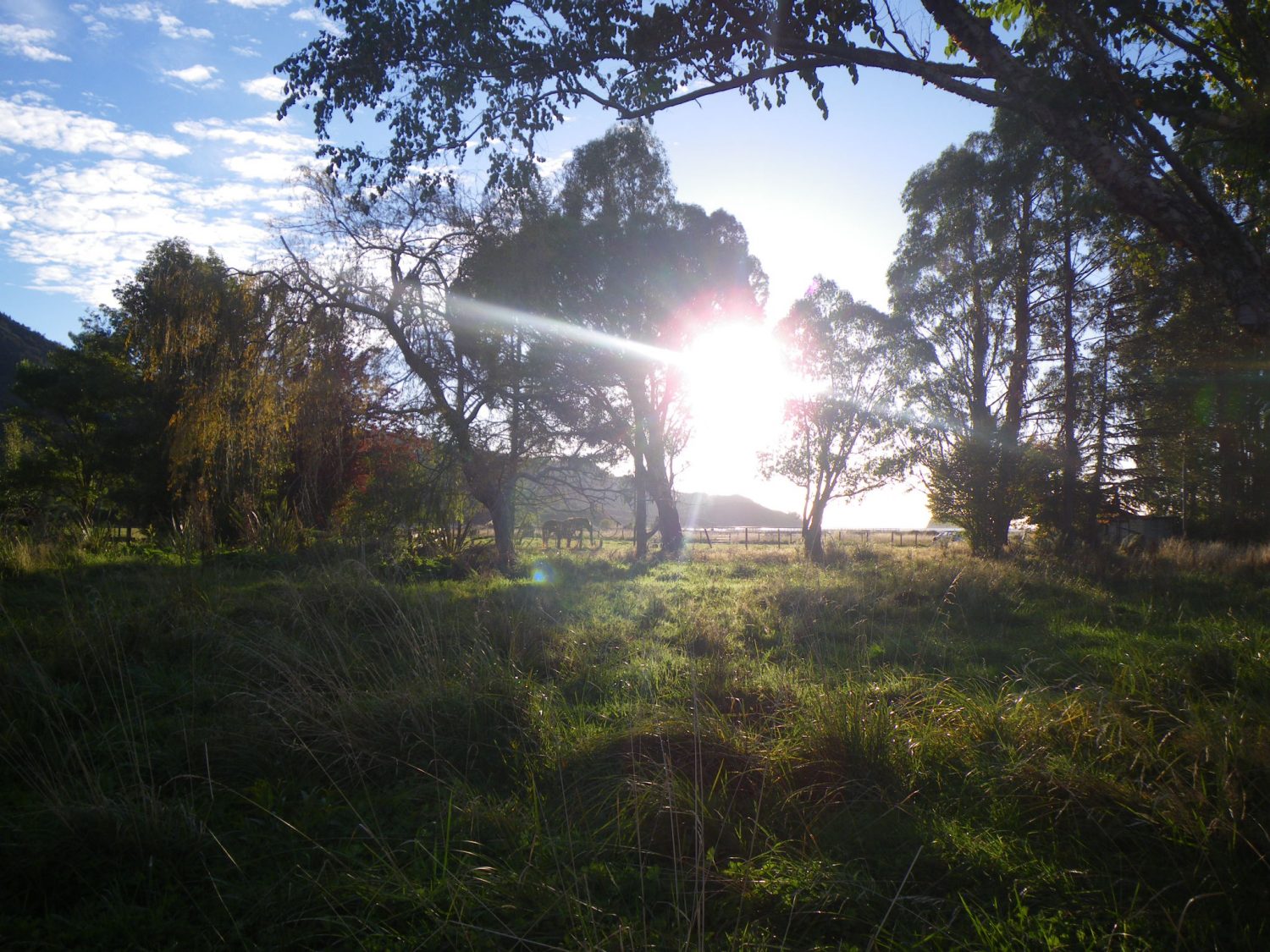 Sun pierces through the trees over a pasture with a grazing horse looking towards the ocean in Abel Tasman National Park New Zealand