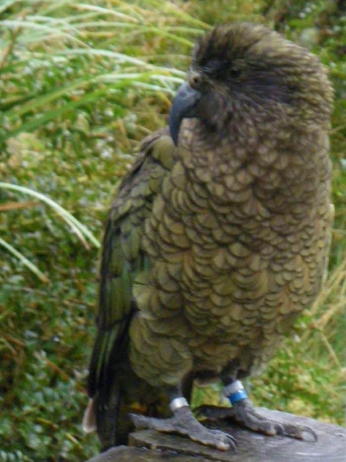 Olive green kea bird perched on a post