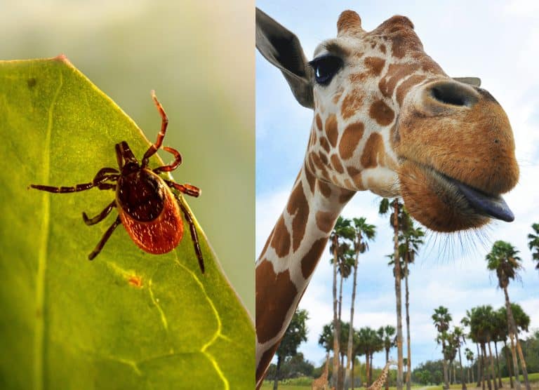 A picture of a deer tick side-by-side with a giraffe face close up with tongue sticking out