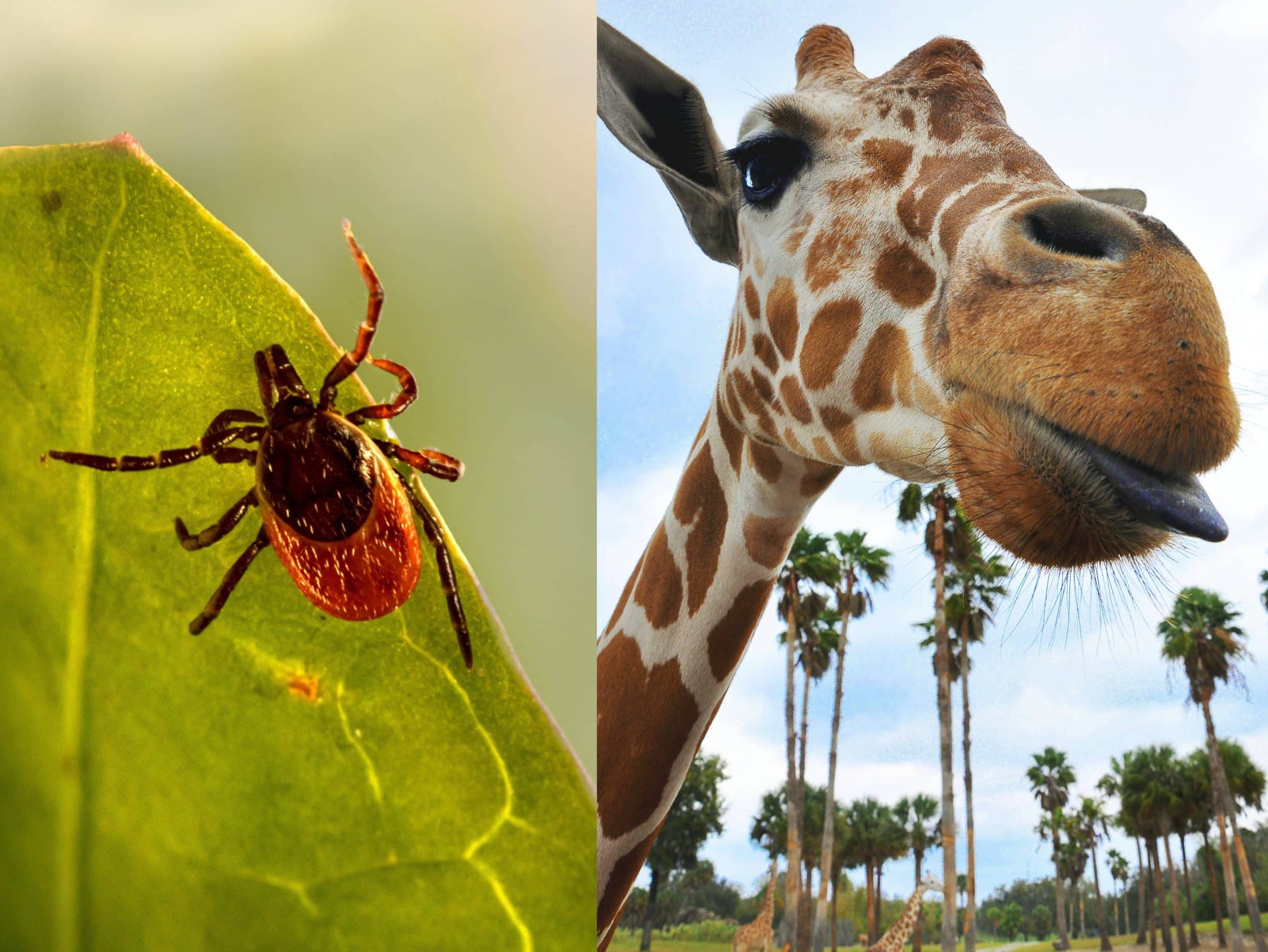 When You Wake Up Looking Like a Giraffe – Lyme Disease Myths, Facts, and My Story
